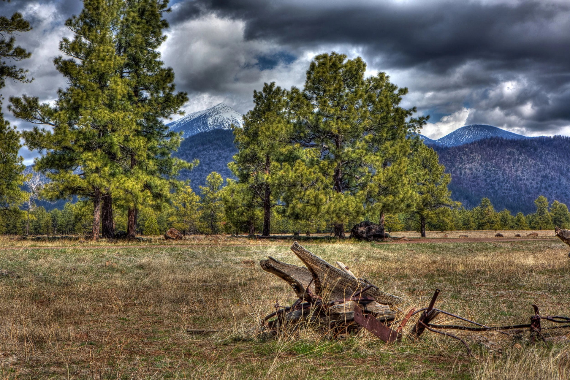 Ponderosa pines and the San Francisco Peaks near Flagstaff