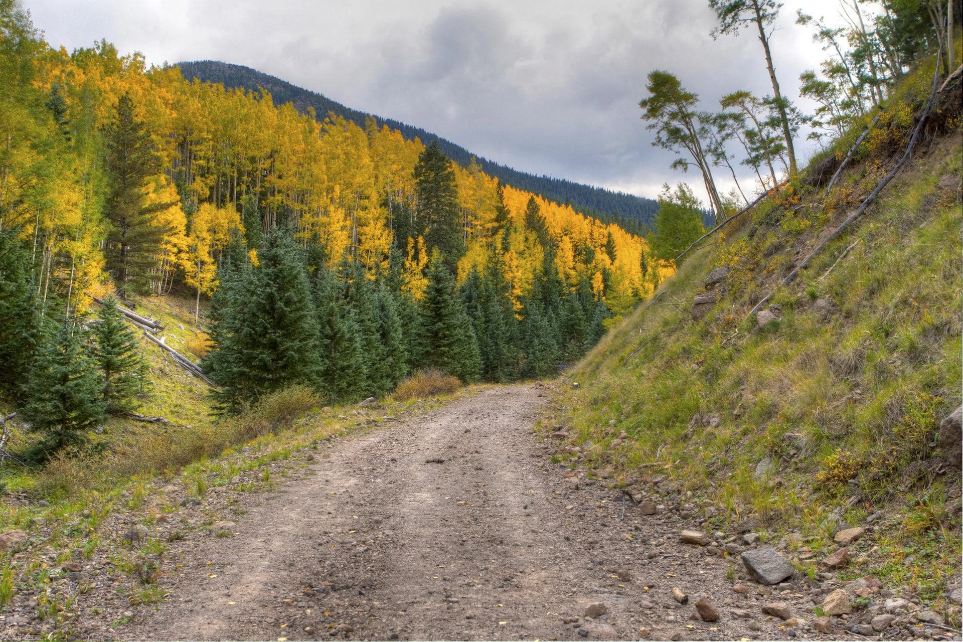 Autumn trees in the Northern Arizona mountains